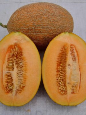 Hybrid Ananas melon seeds orange flesh