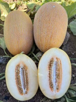 Hybrid Ananas melon seeds white flesh