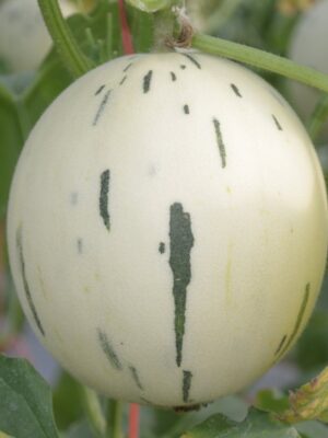 Hybrid Ivory Gaya melons seeds