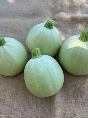 Hybrid Zucchini Seeds Emerald Round Squash