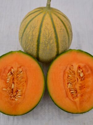 Hybrid Rock Cantaloup Seeds 2kg