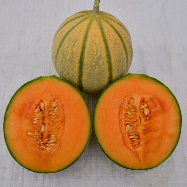 Hybrid Rock Cantaloup Seeds 2kg