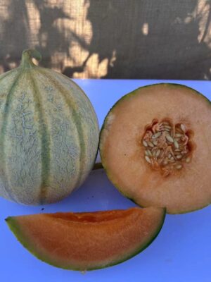 Hybrid Honey Rock Melon Seeds 2kg