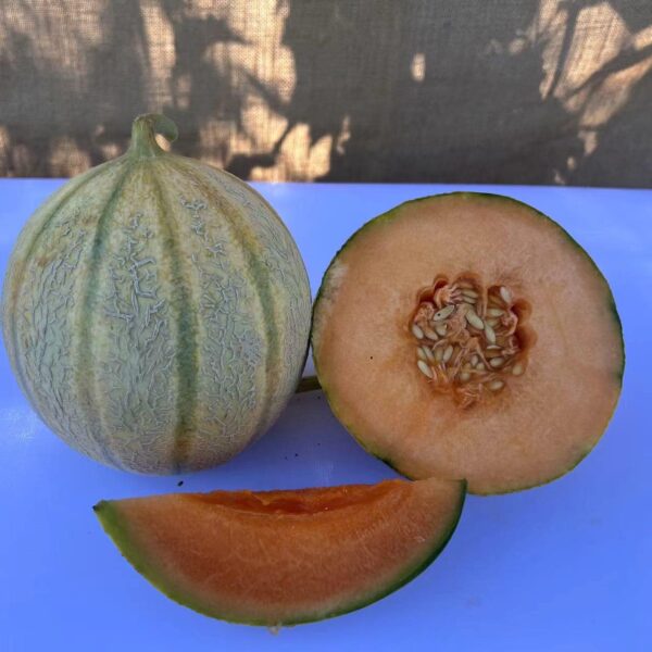 Hybrid Honey Rock Melon Seeds 2kg