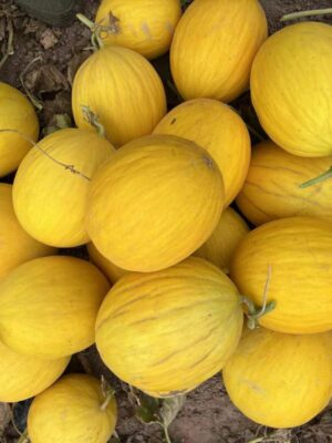 Hybrid Yellow Canary Seeds