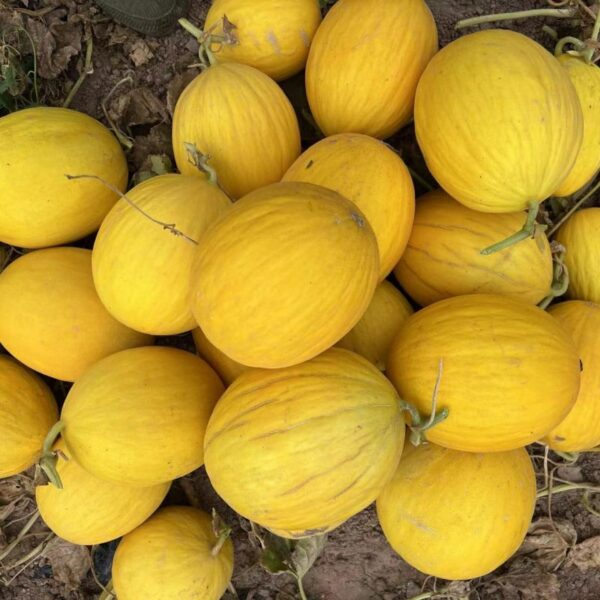 Hybrid Yellow Canary Seeds