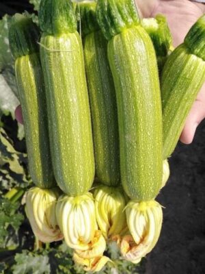 Hybrid Cylindrical Zucchini Seeds F1 Emerald Squash