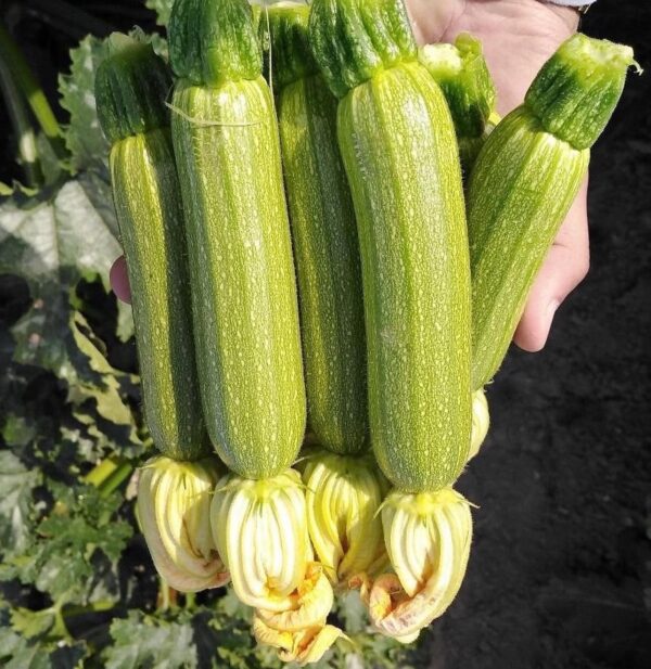 Hybrid Cylindrical Zucchini Seeds F1 Emerald Squash