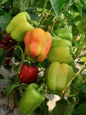 Hybrid Red Sweet Pepper Seeds 260g