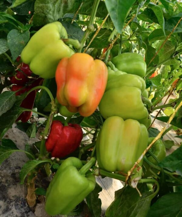 Hybrid Red Sweet Pepper Seeds 260g