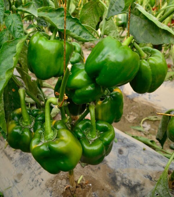 Hybrid Sweet Pepper Seeds 350g