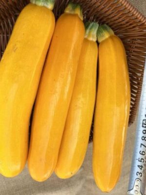 Hybrid Zucchini Seeds Cylindrical Golden Squash