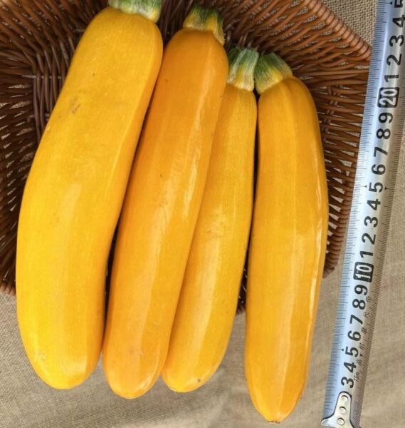 Hybrid Zucchini Seeds Cylindrical Golden Squash