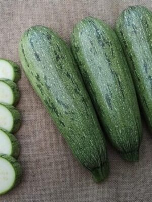 Hybrid Zucchini Seeds Long Green Streak Squash