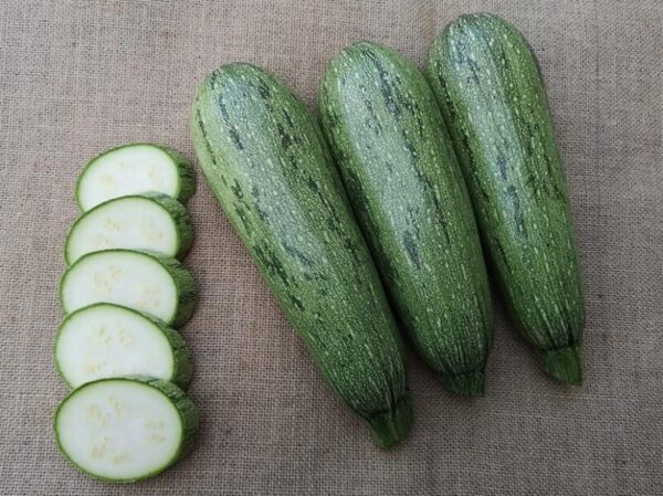 Hybrid Zucchini Seeds Long Green Streak Squash