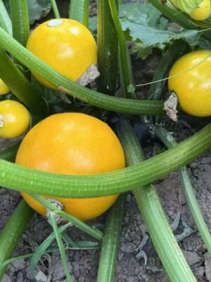 Hybrid Zucchini Seeds Round Golden Squash