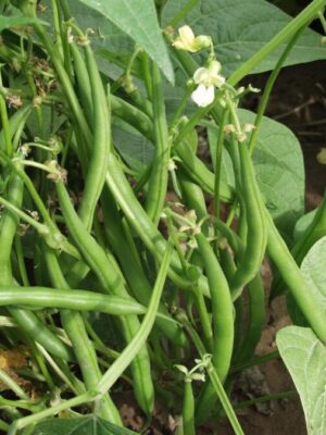 OP bush bean seeds