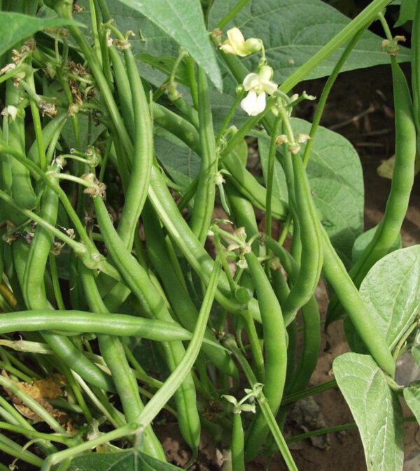 OP bush bean seeds