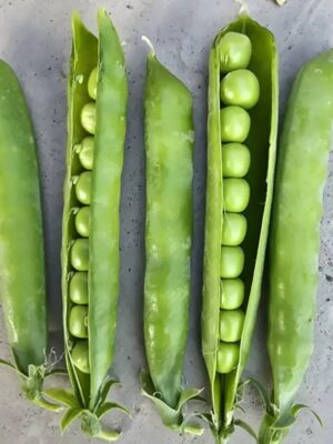 Hybrid Pea Seeds